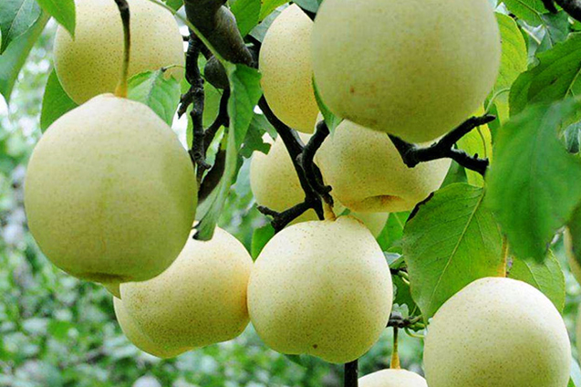 Ya Pear Nutrition Analysis